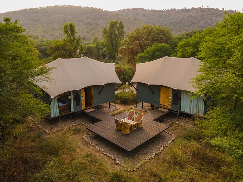 Sariska – Trees & Tigers